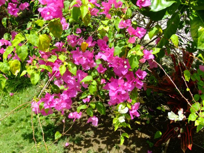 Name:  Pink.jpg
Views: 412
Size:  105.6 KB