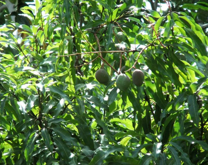 Name:  Mangos.jpg
Views: 375
Size:  102.0 KB