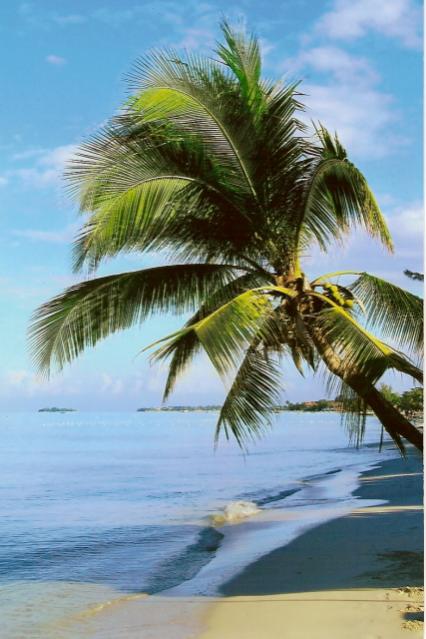 Name:  palm 1.jpg
Views: 728
Size:  45.1 KB