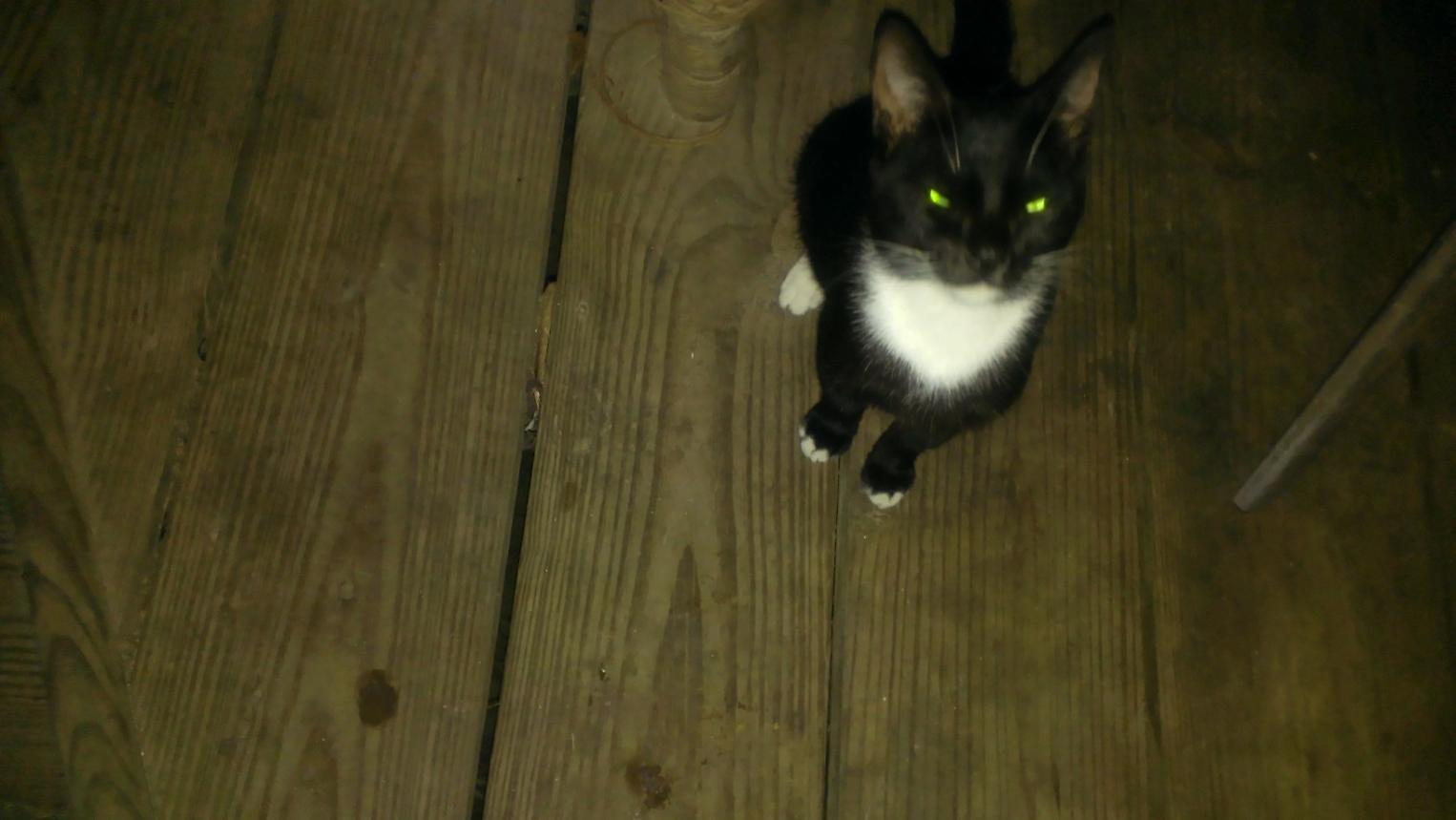 Name:  kitty at kuyaba.jpg
Views: 740
Size:  87.2 KB