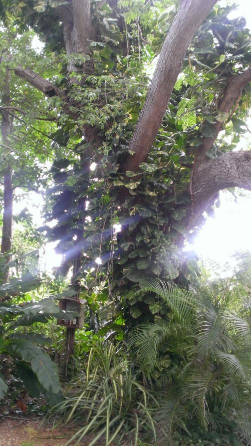 Name:  Jah Freedom Tree.jpg
Views: 493
Size:  104.1 KB