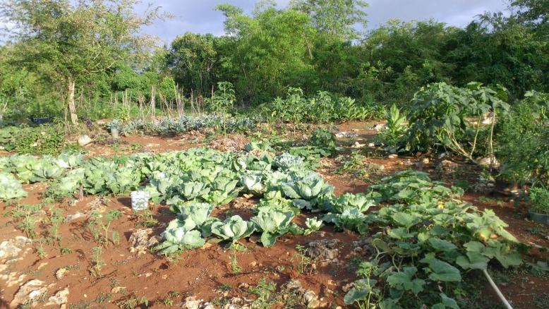 Name:  Jah freedon Garden.jpg
Views: 497
Size:  103.3 KB