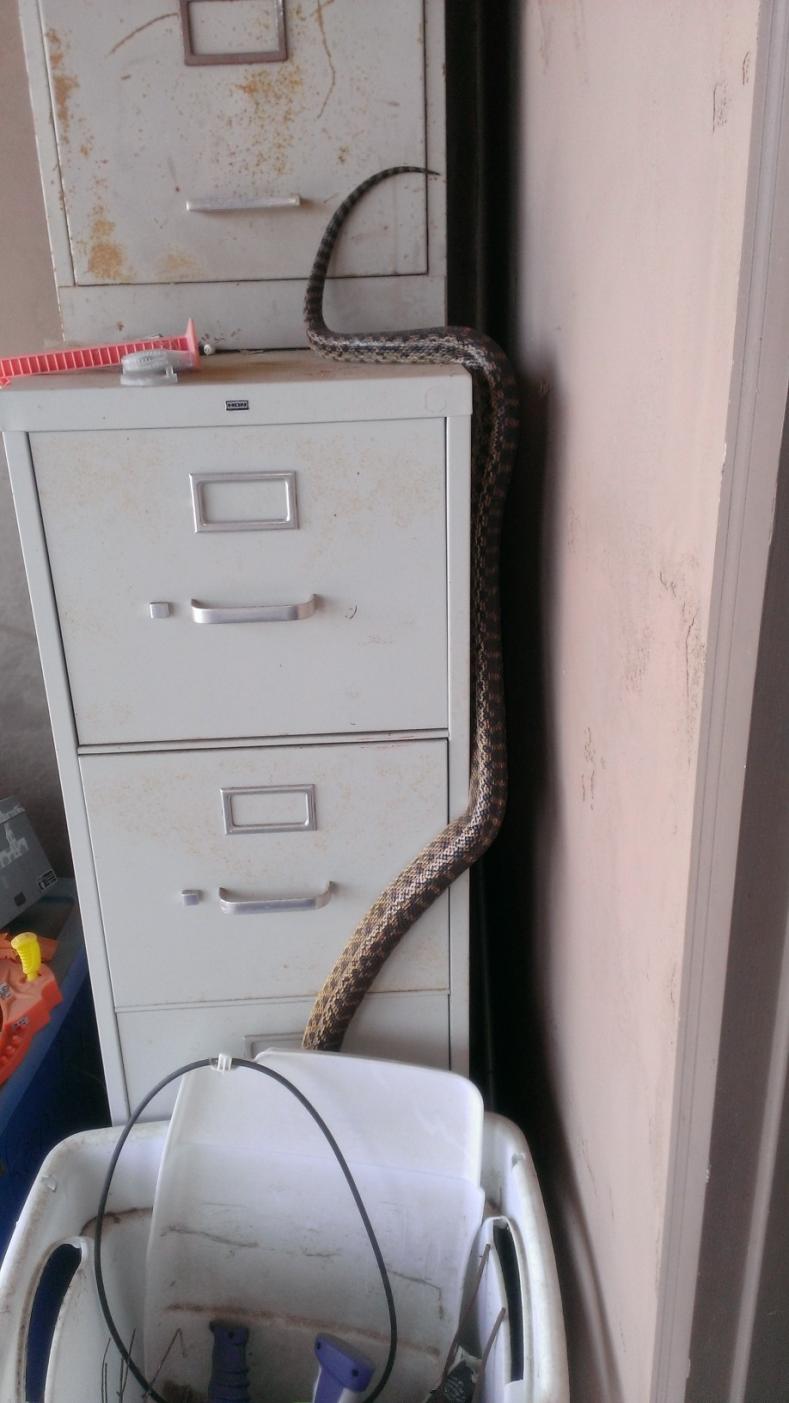 Name:  Fri pic - Snake 2.jpg
Views: 402
Size:  90.3 KB