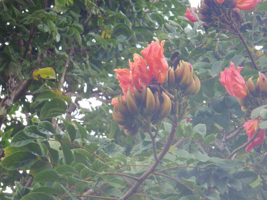 Name:  DSCF0306.jpg
Views: 333
Size:  93.5 KB