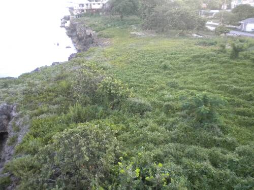 Click image for larger version. 

Name:	Jamaica 2010 photos (429).jpg 
Views:	467 
Size:	39.3 KB 
ID:	3603