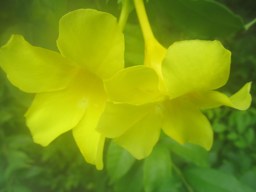 Name:  4flower 2.jpg
Views: 981
Size:  93.2 KB