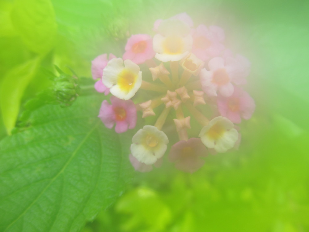 Name:  4flower 1.jpg
Views: 1009
Size:  92.4 KB