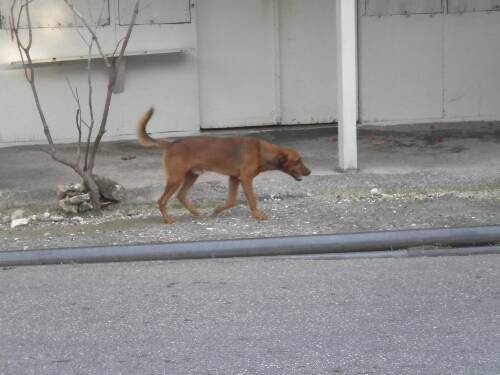 Name:  Jamaica 2010 photos (560).jpg
Views: 409
Size:  25.5 KB