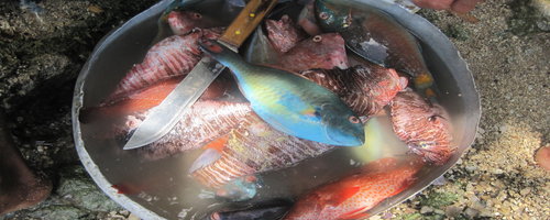 Name:  rsz_fishing_catch2_may_2014.jpg
Views: 482
Size:  45.1 KB