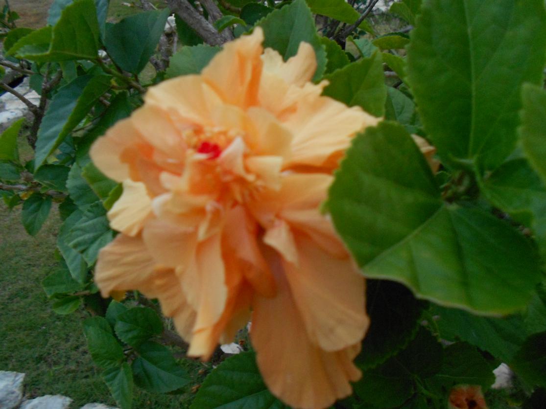 Name:  DSCN0477.jpg
Views: 497
Size:  89.2 KB