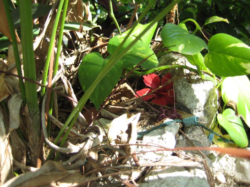 Name:  2011 Negril 054.jpg
Views: 413
Size:  98.4 KB