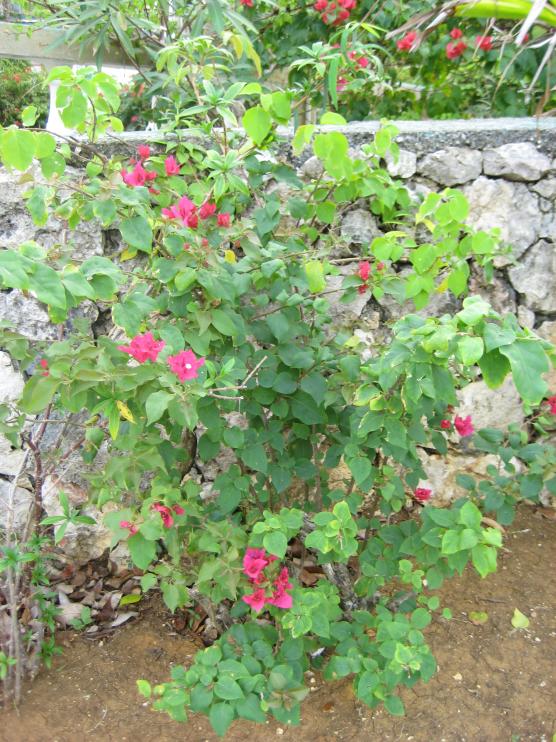 Name:  2011 Negril 077.jpg
Views: 411
Size:  101.2 KB