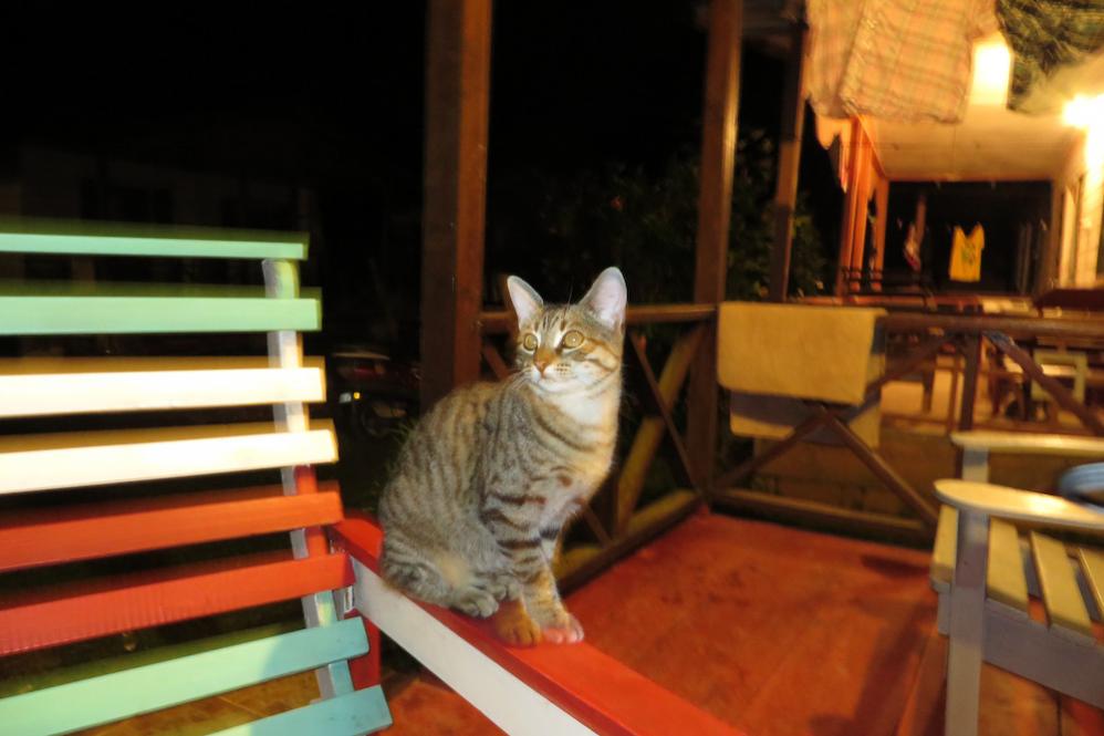 Name:  Jamaica 2014-0301.jpg
Views: 1060
Size:  64.1 KB