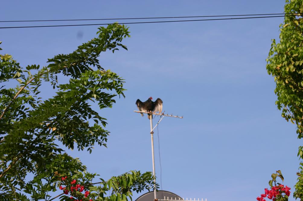Name:  IMG_3149.jpg
Views: 849
Size:  94.2 KB