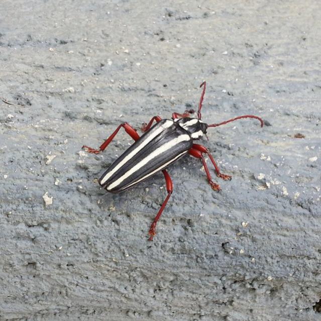 Name:  bug.jpg
Views: 437
Size:  76.6 KB