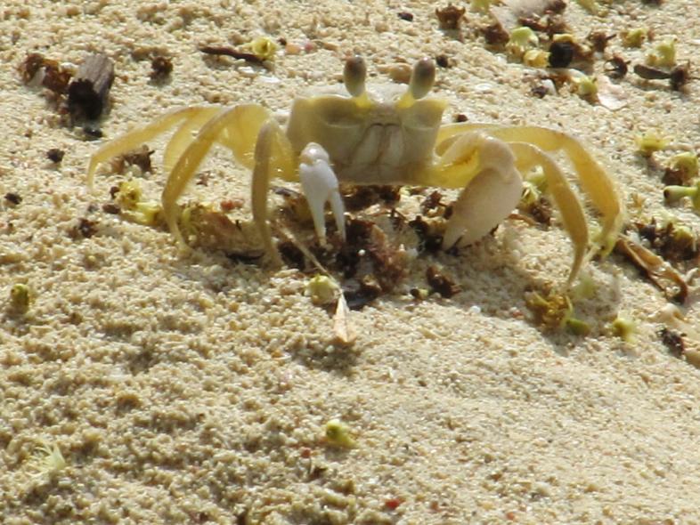 Name:  crab2.jpg
Views: 789
Size:  99.8 KB