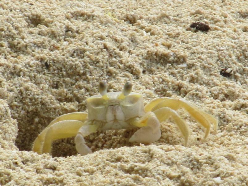 Name:  crab1.jpg
Views: 748
Size:  99.3 KB