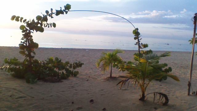 Name:  YB Almond Arch.jpg
Views: 266
Size:  30.2 KB