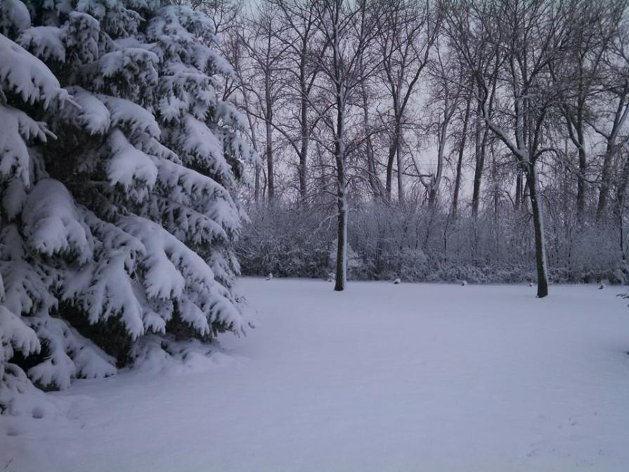 Name:  back yard.jpg
Views: 448
Size:  94.5 KB