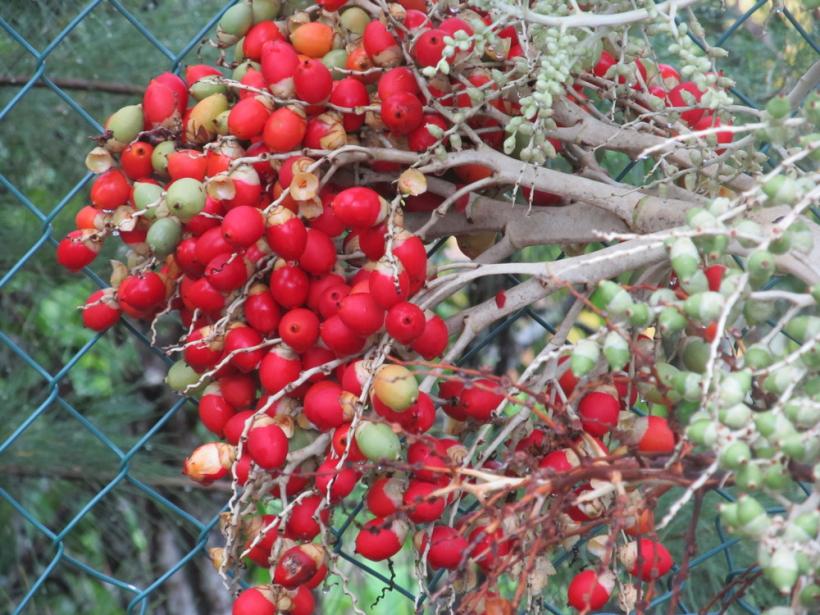 Name:  berries.jpg
Views: 852
Size:  97.7 KB