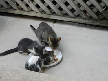 Name:  DSCN9822.jpg
Views: 231
Size:  14.8 KB