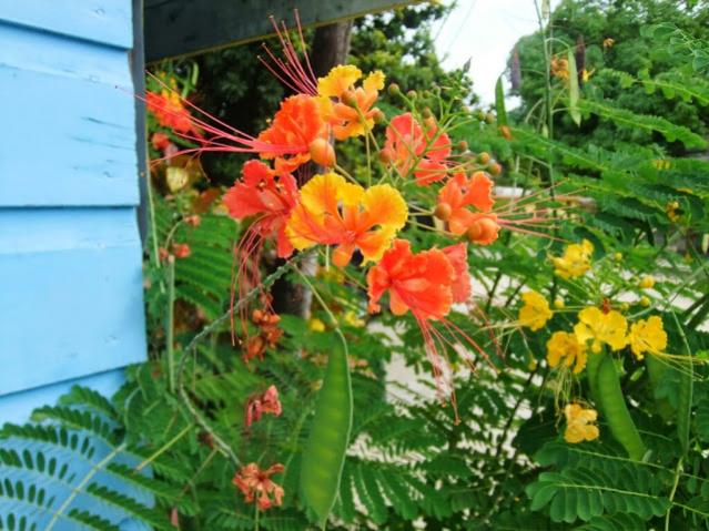 Name:  DSCF2900.jpg
Views: 307
Size:  59.8 KB