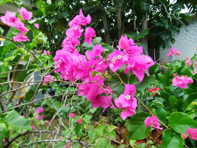 Name:  DSCF2902.jpg
Views: 270
Size:  72.2 KB