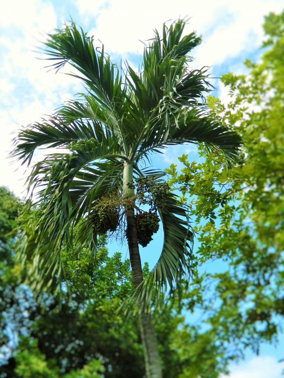 Name:  DSCN3978.jpg
Views: 406
Size:  100.2 KB