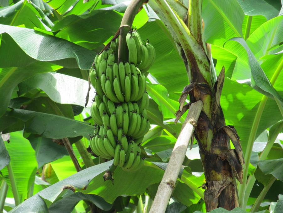 Name:  bananas1.jpg
Views: 1060
Size:  93.3 KB