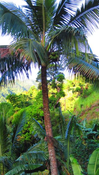 Name:  Irie.JPG
Views: 1304
Size:  63.3 KB