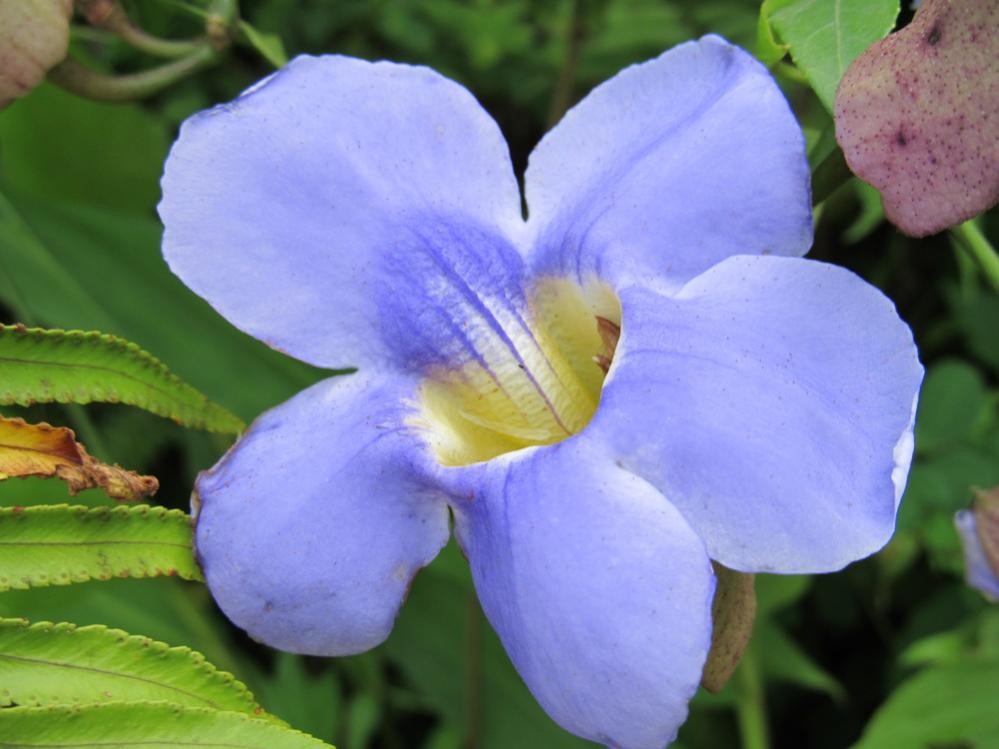 Name:  purpleflower.jpg
Views: 624
Size:  69.5 KB