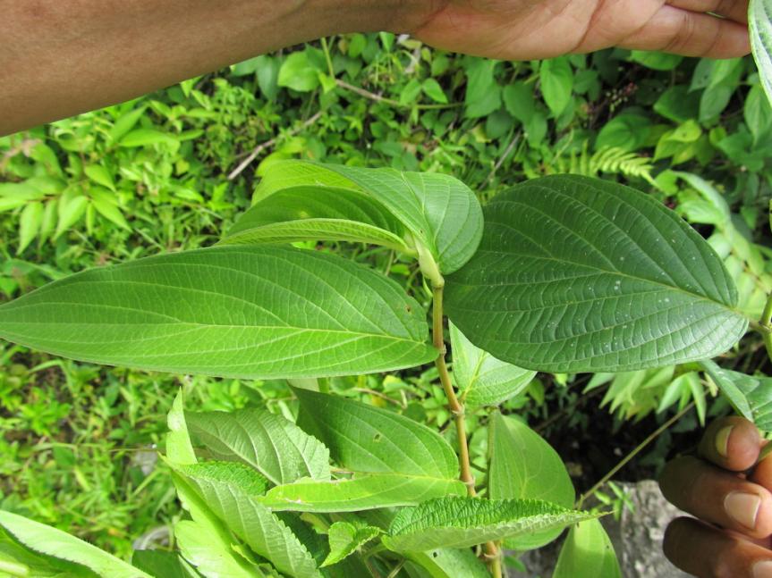 Name:  herb2.jpg
Views: 777
Size:  94.6 KB