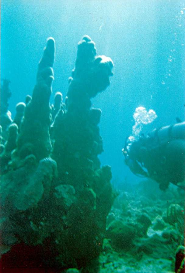 Name:  Coral 3.jpg
Views: 951
Size:  62.7 KB