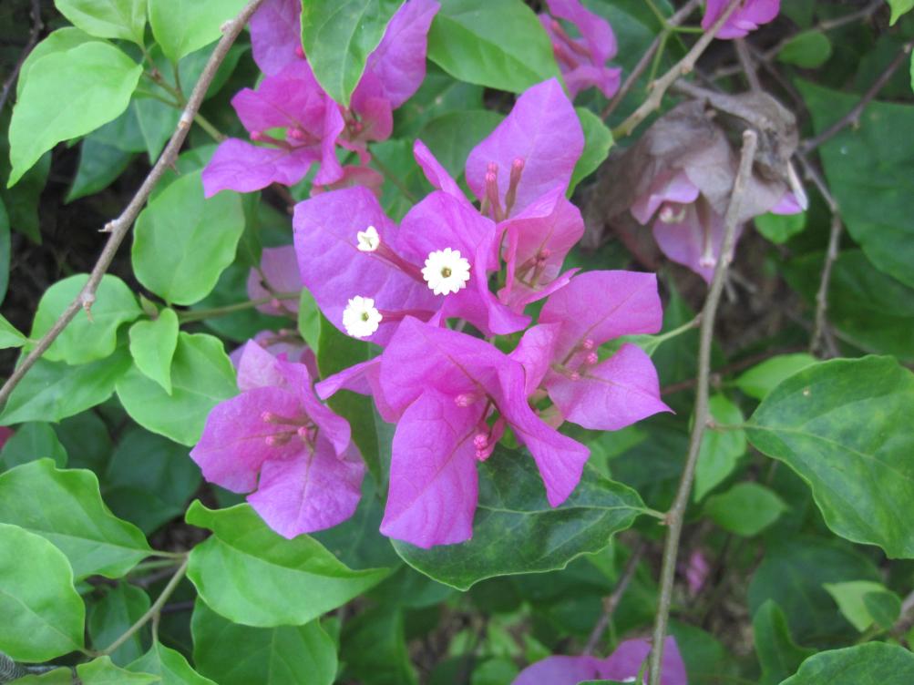 Name:  IMG_2905.jpg
Views: 574
Size:  87.2 KB
