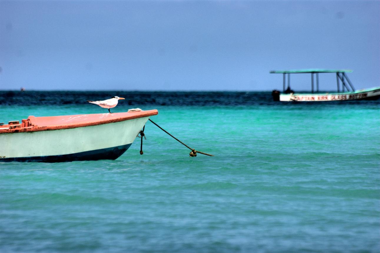Name:  jamaica may 2014 267 nm.jpg
Views: 1243
Size:  94.2 KB