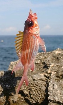 Name:  Fish 2.jpg
Views: 1243
Size:  27.4 KB