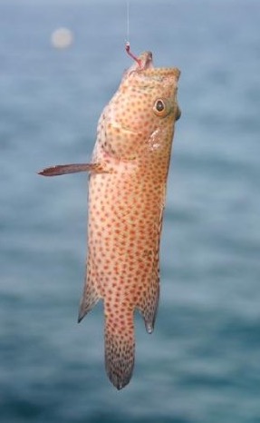 Name:  Fish 3.jpg
Views: 1299
Size:  22.9 KB