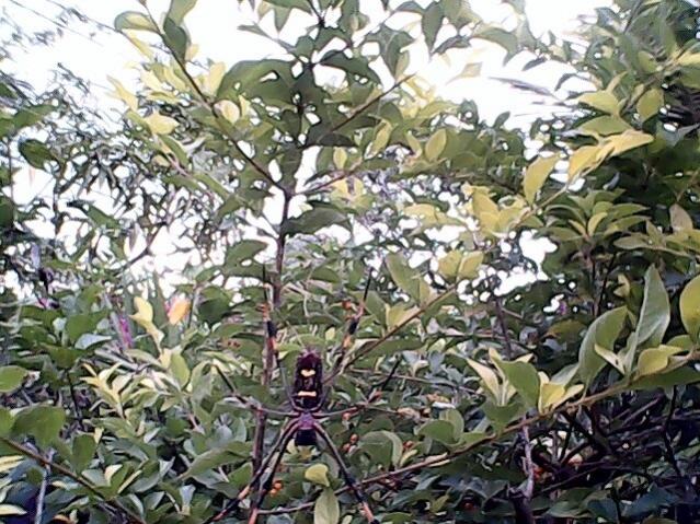 Name:  Spider 1.jpg
Views: 627
Size:  82.1 KB