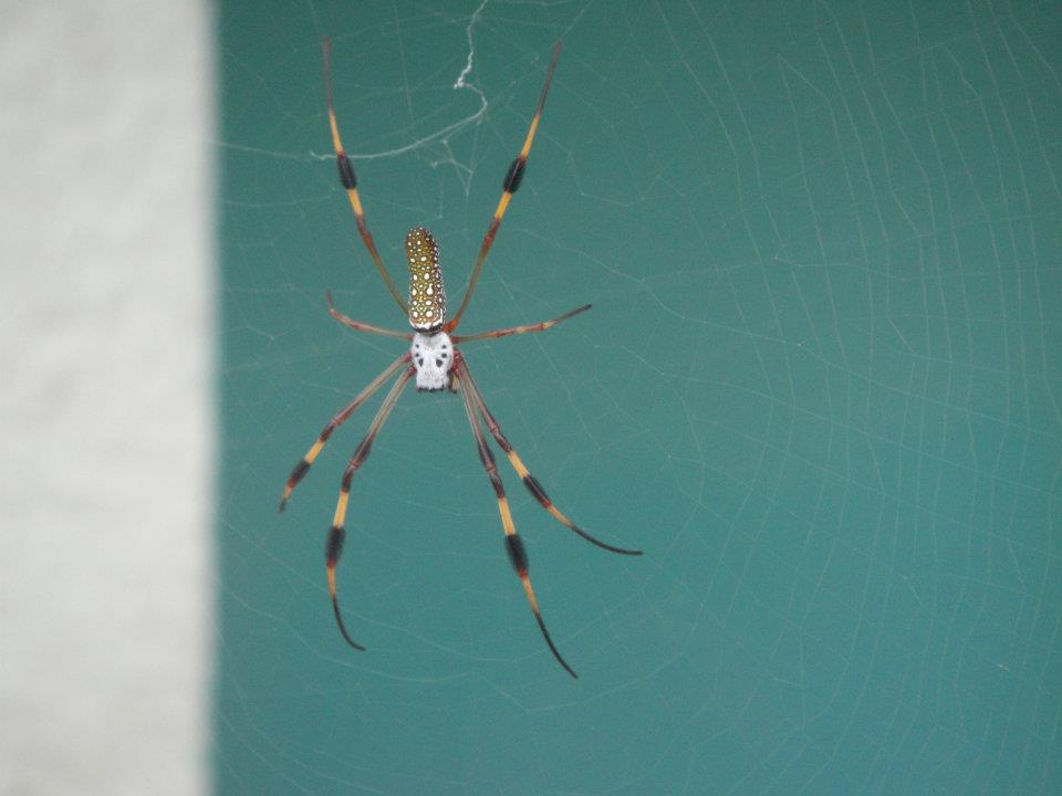 Name:  spider.jpg
Views: 128
Size:  44.5 KB