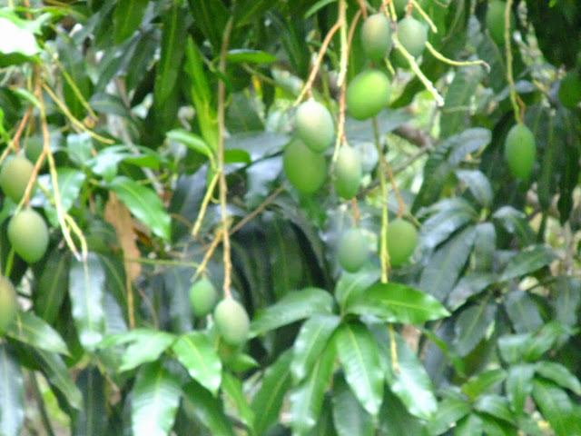 Name:  upload_-1.jpg
Views: 480
Size:  88.6 KB