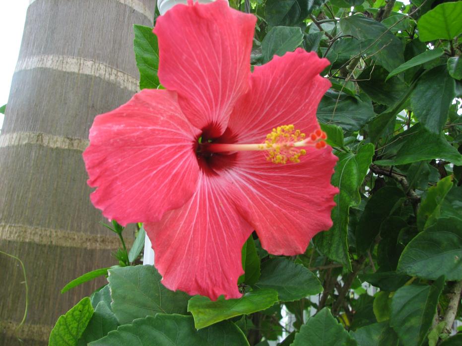 Name:  Jamaica 313.jpg
Views: 357
Size:  93.4 KB