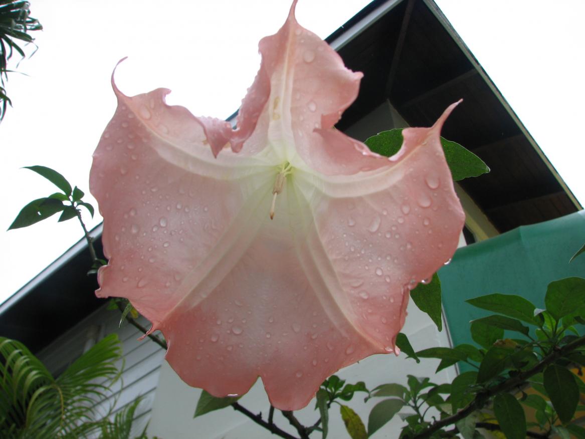 Name:  Jamaica 127.jpg
Views: 330
Size:  79.8 KB