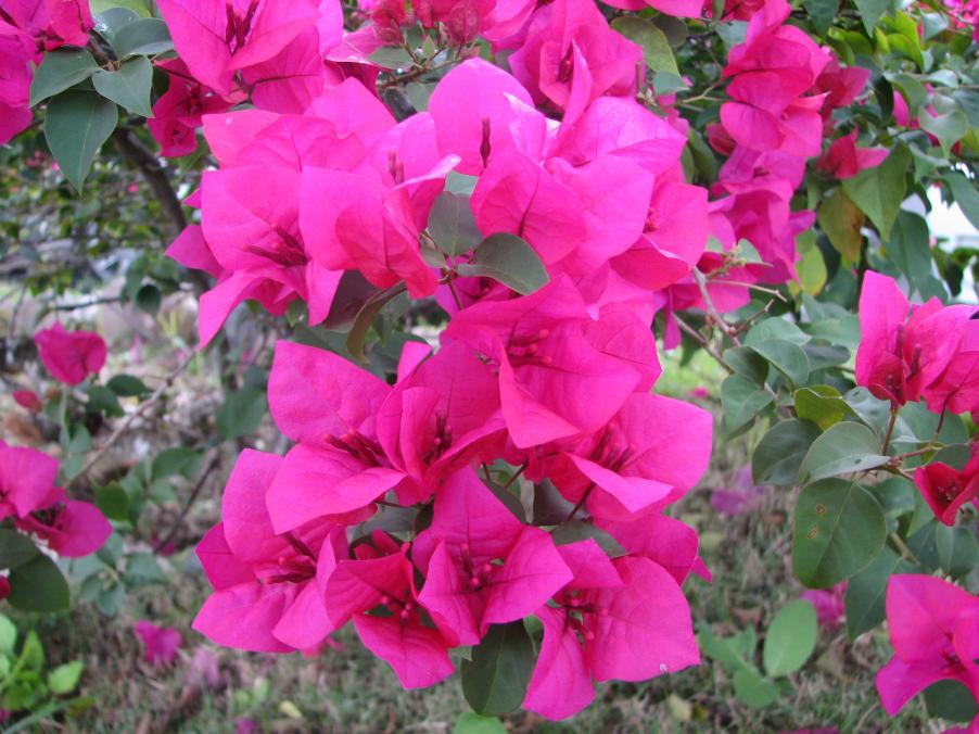 Name:  Jamaica 104.jpg
Views: 338
Size:  93.3 KB