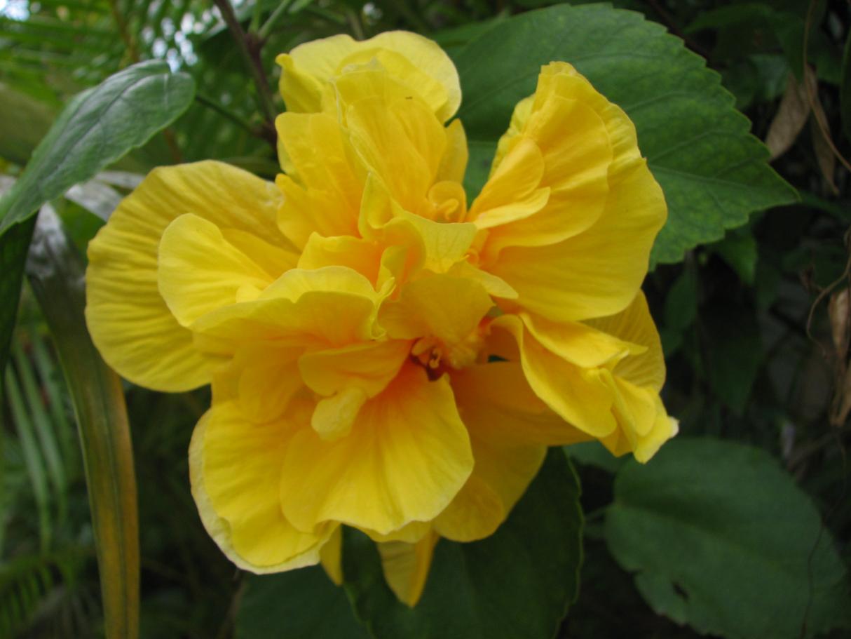 Name:  Jamaica 493.jpg
Views: 348
Size:  77.7 KB