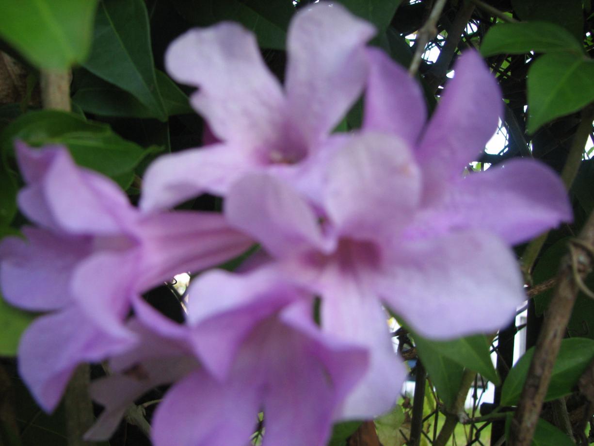 Name:  Jamaica 572.jpg
Views: 322
Size:  80.6 KB