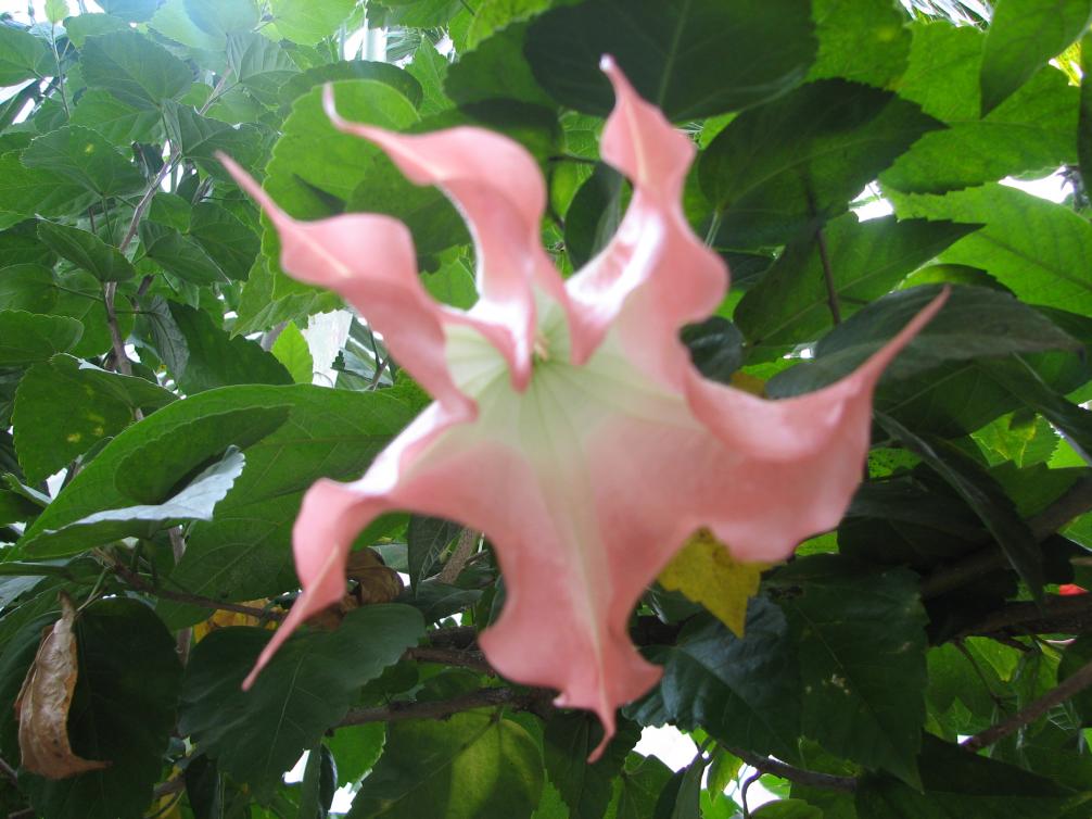 Name:  Jamaica 102.jpg
Views: 321
Size:  89.2 KB
