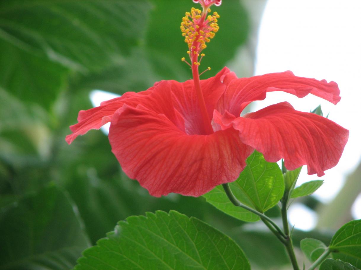 Name:  Jamaica 236.jpg
Views: 305
Size:  84.6 KB