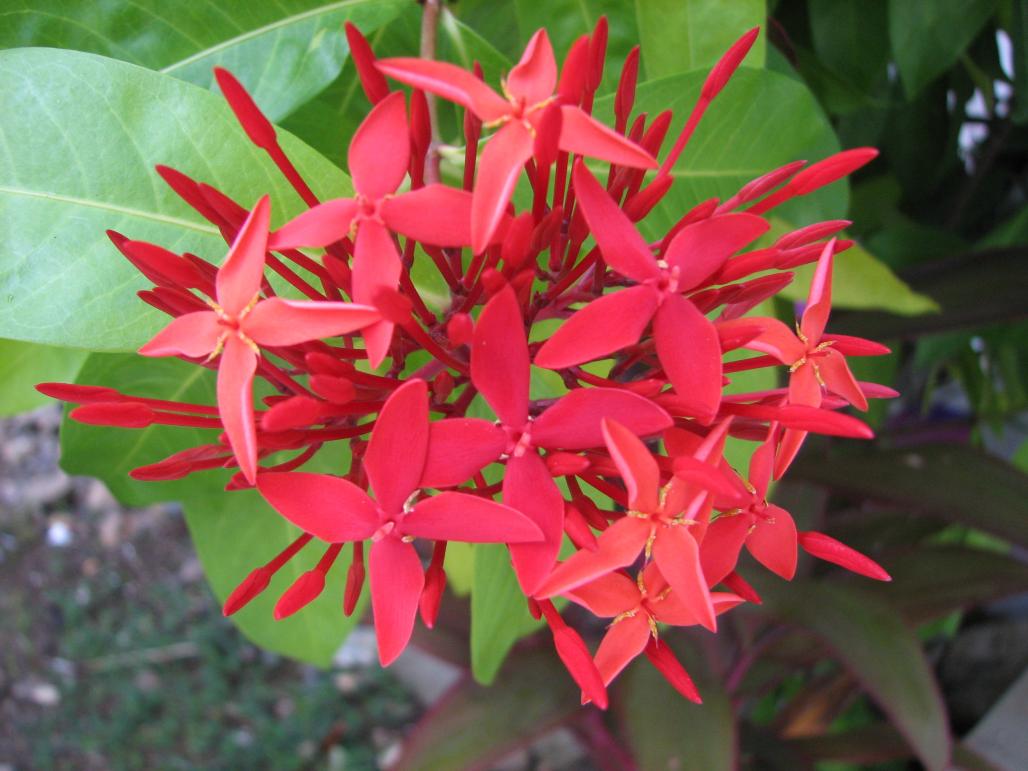 Name:  Jamaica 112.jpg
Views: 213
Size:  87.4 KB