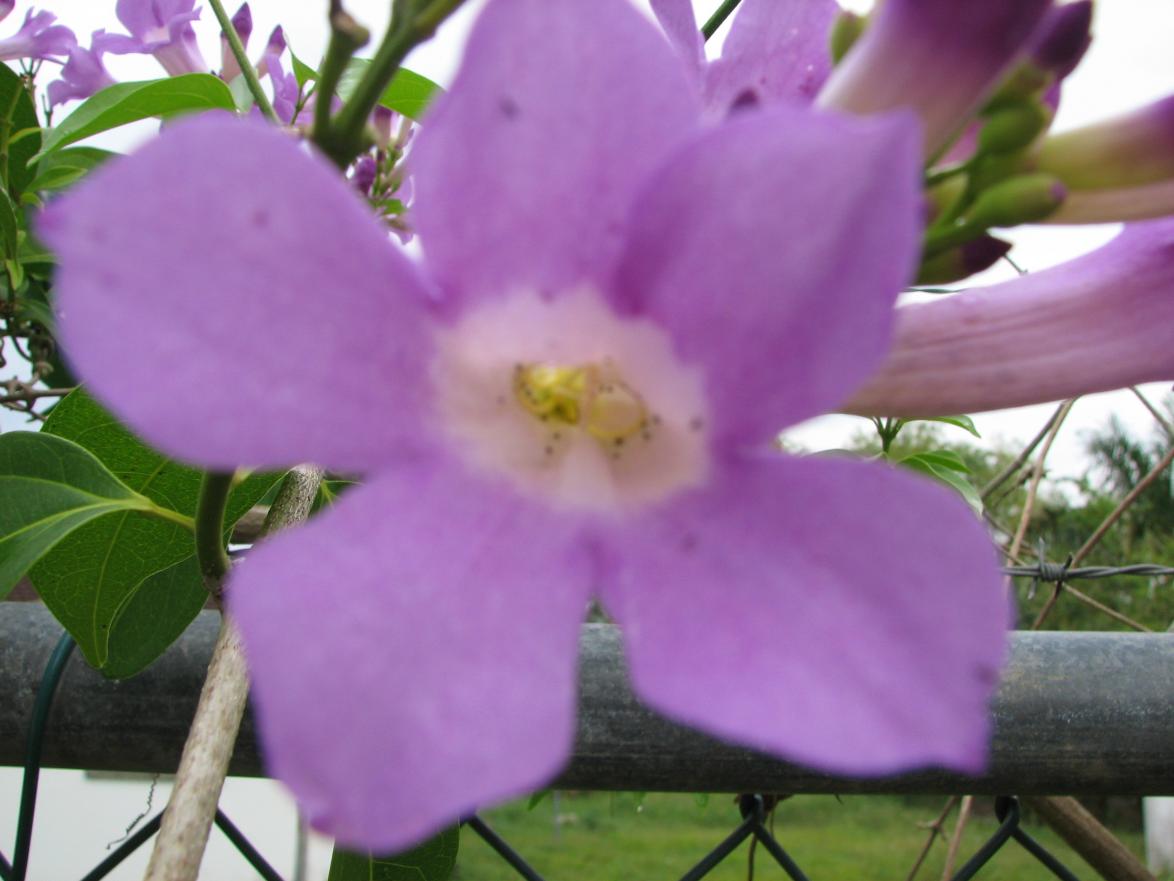 Name:  Jamaica 337.jpg
Views: 299
Size:  81.2 KB