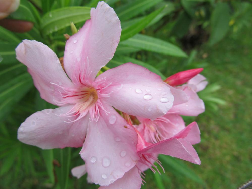 Name:  rainf1.jpg
Views: 738
Size:  60.2 KB